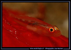 A very small Symbiotic Gobie on a Red Spong. They really ... by Michel Lonfat 